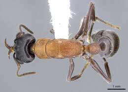 Image of Myrmecia acuta Ogata & Taylor 1991