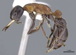 Image of Myrmecia acuta Ogata & Taylor 1991