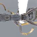 Image of Myrmecia loweryi Ogata & Taylor 1991