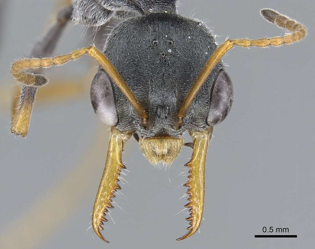 Image of Myrmecia loweryi Ogata & Taylor 1991