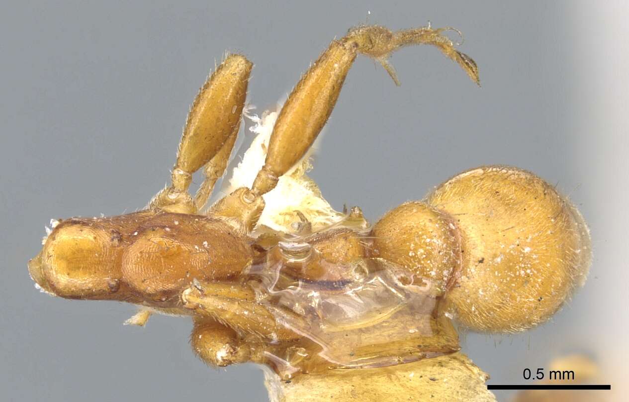 Image of Tetraponera ambigua (Emery 1895)