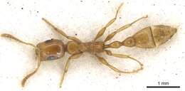 صورة Tetraponera braunsi (Forel 1913)