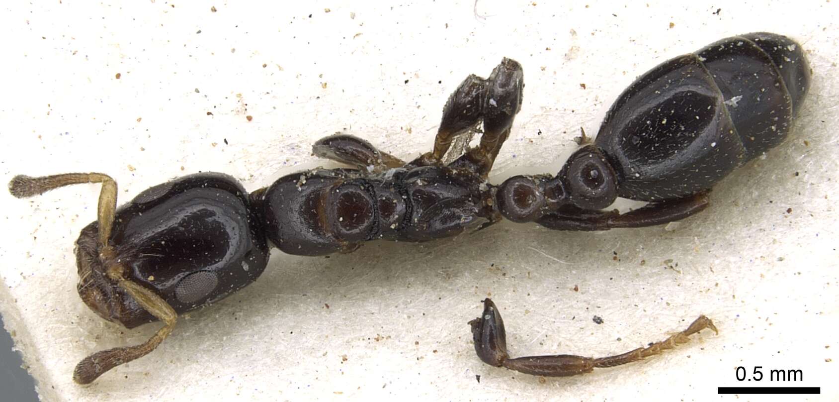 Image of Tetraponera liengmei (Forel 1894)