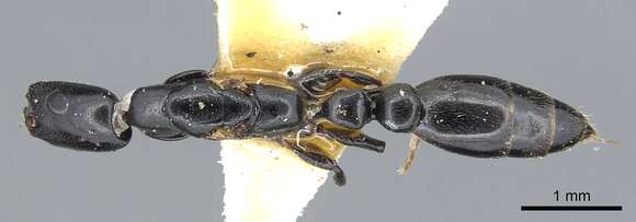 Image of Tetraponera scotti Donisthorpe 1931