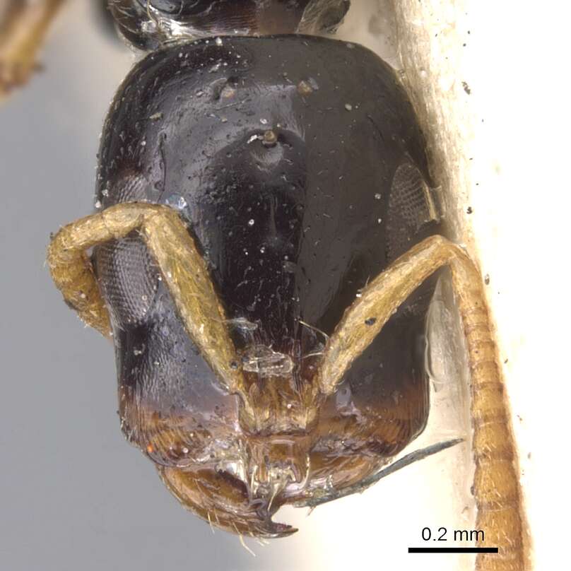 Image of Tetraponera allaborans (Walker 1859)