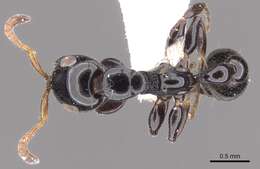 Tetraponera brevis resmi