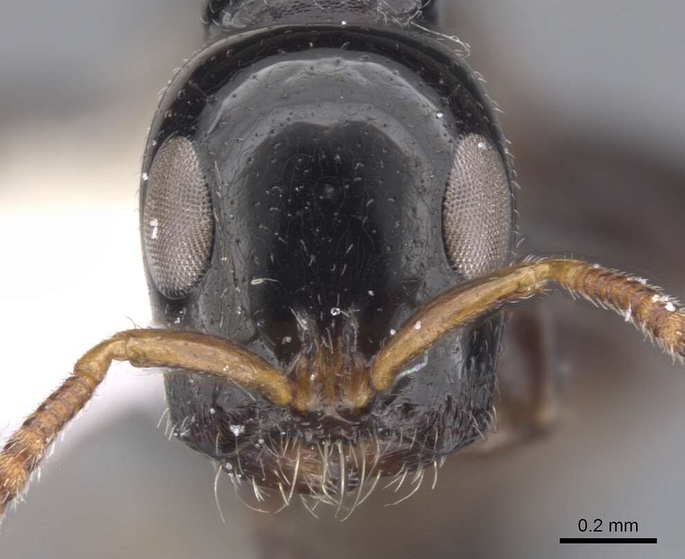 Image of Tetraponera brevis