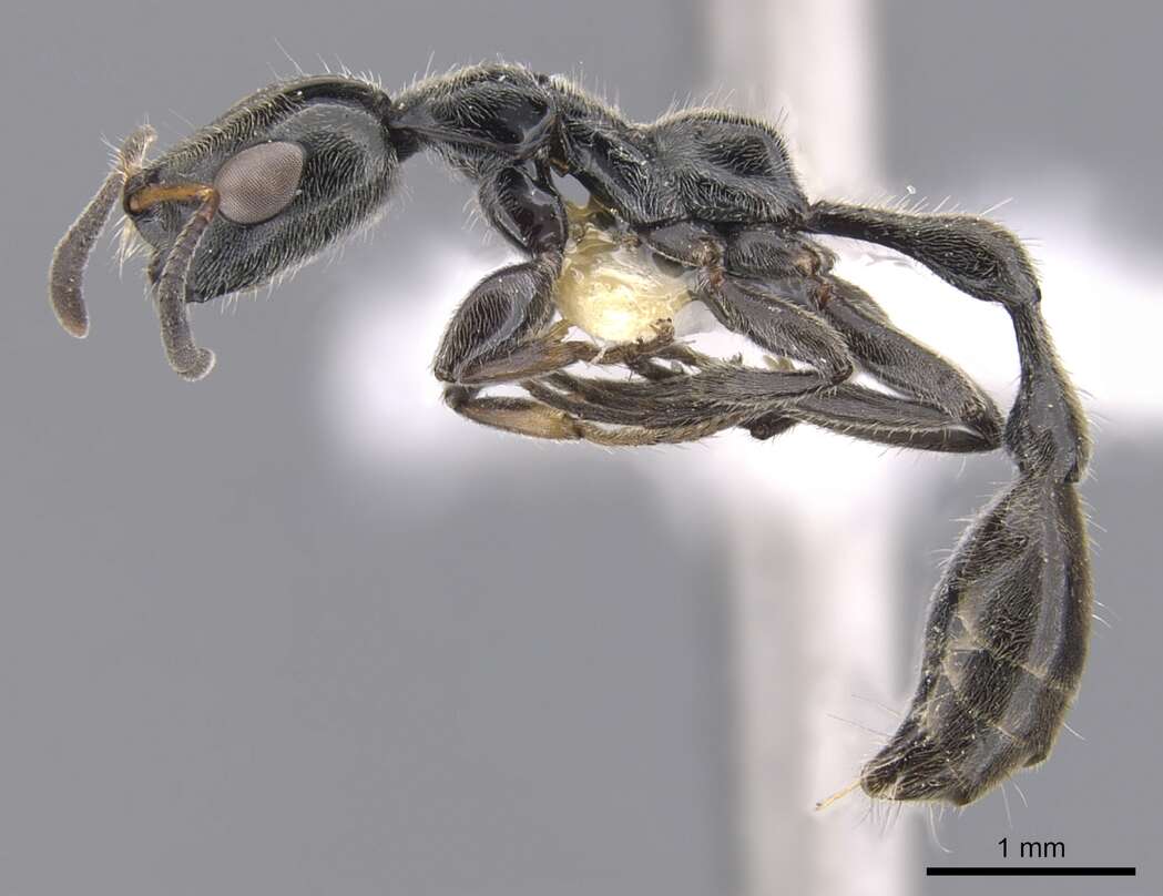 Image of Tetraponera buops