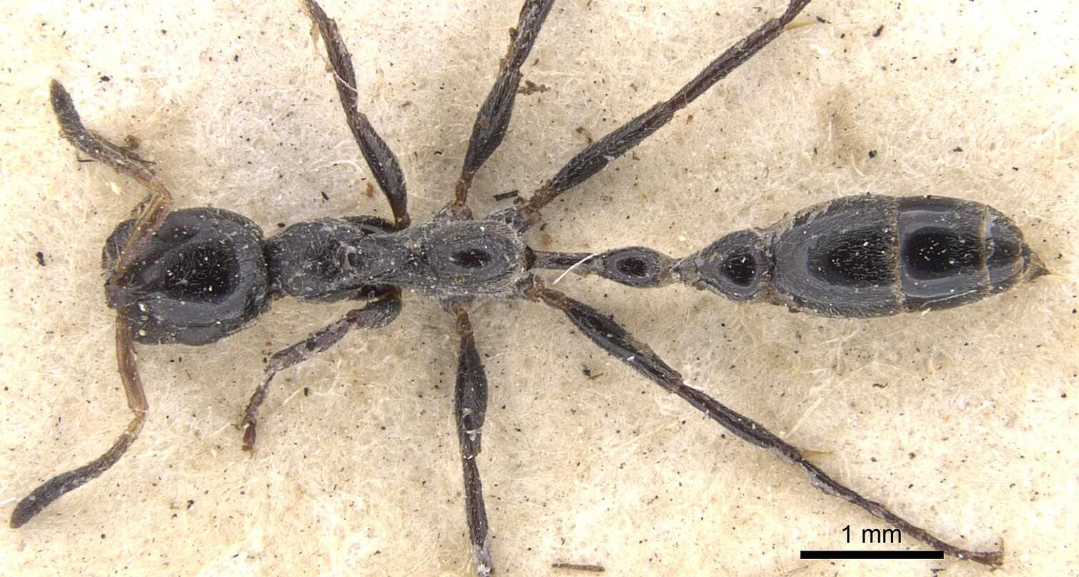 Image of Tetraponera attenuata Smith 1877