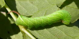 Image of privet hawk-moth