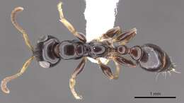Image of Tetraponera inversinodis
