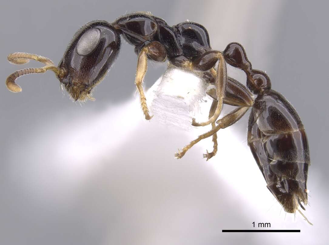 Image of Tetraponera inversinodis