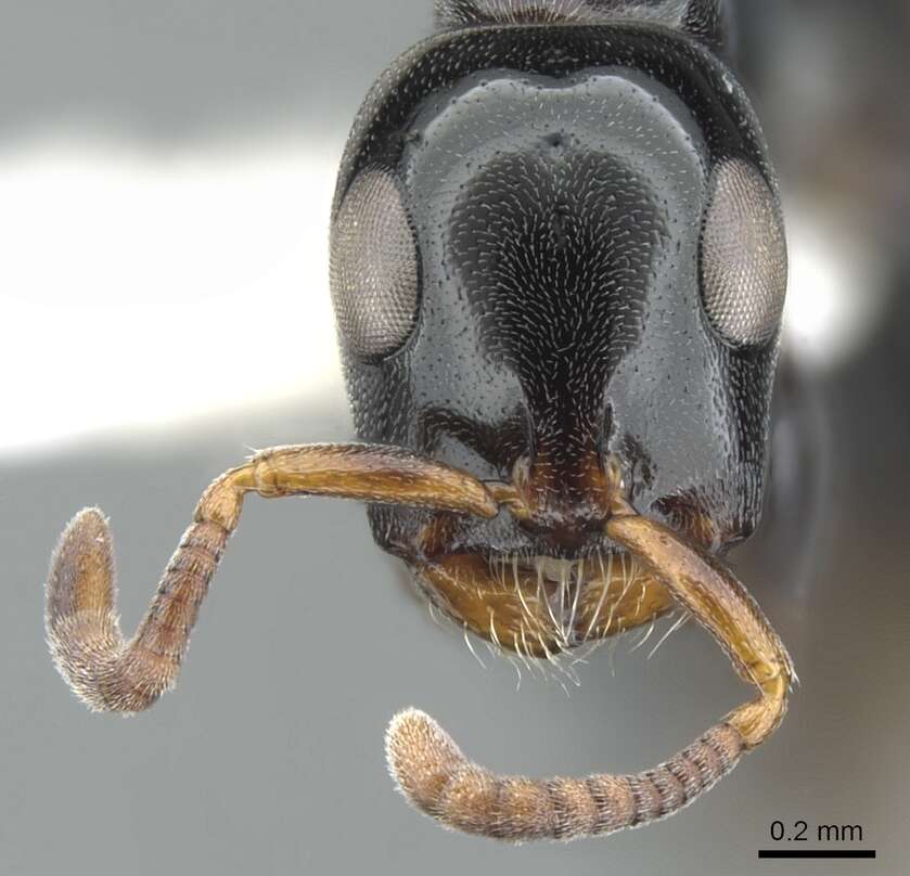 Image of <i>Tetraponera rotula</i>