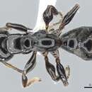 صورة <i>Tetraponera polita</i>