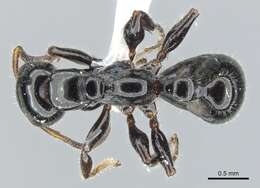 Imagem de <i>Tetraponera polita</i>