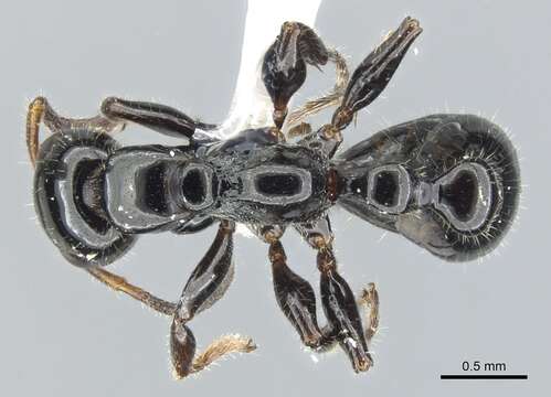 Image of <i>Tetraponera polita</i>