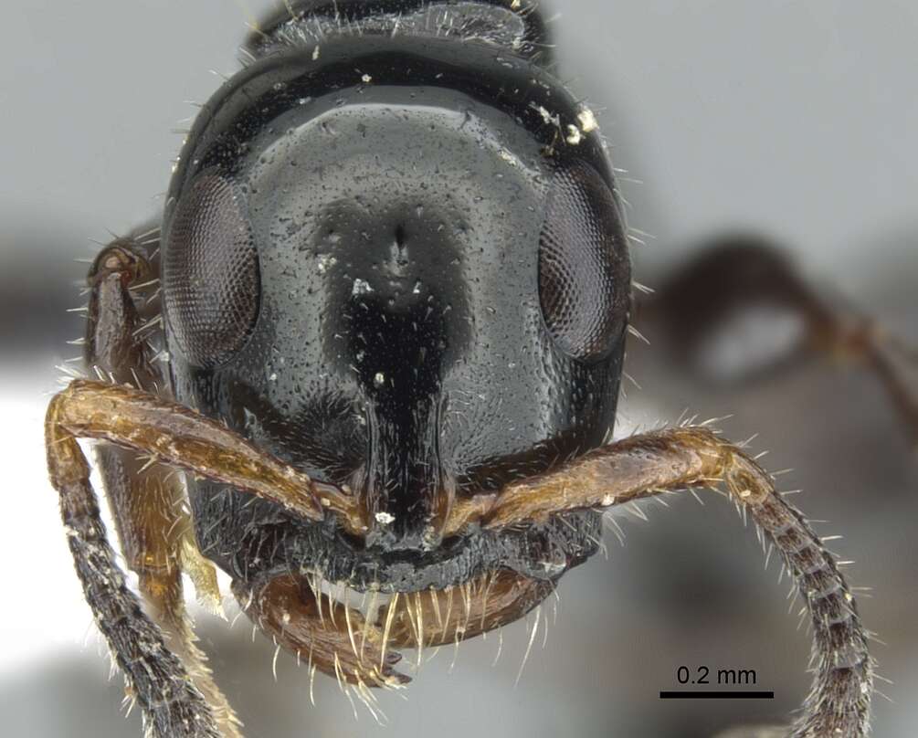 Imagem de <i>Tetraponera polita</i>