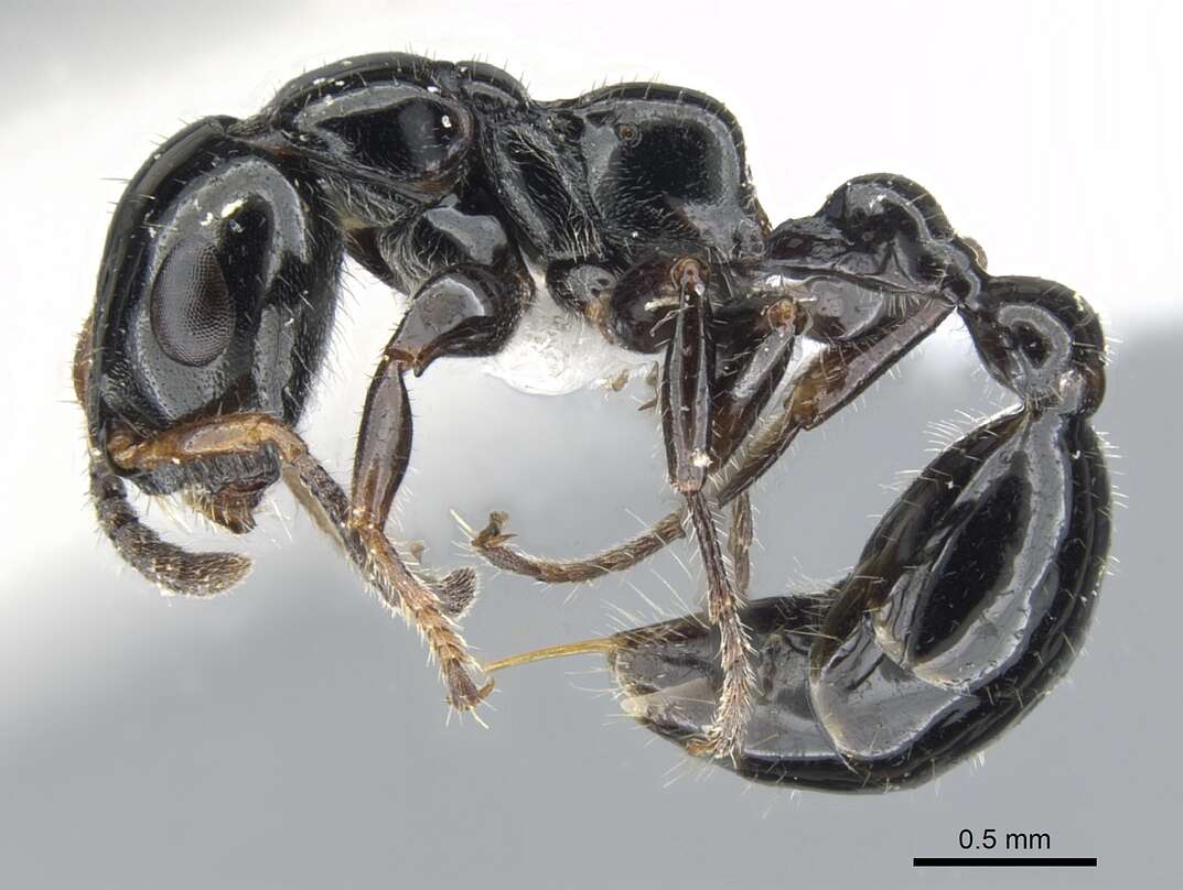 Imagem de <i>Tetraponera polita</i>