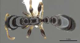 Imagem de <i>Tetraponera tucurua</i>