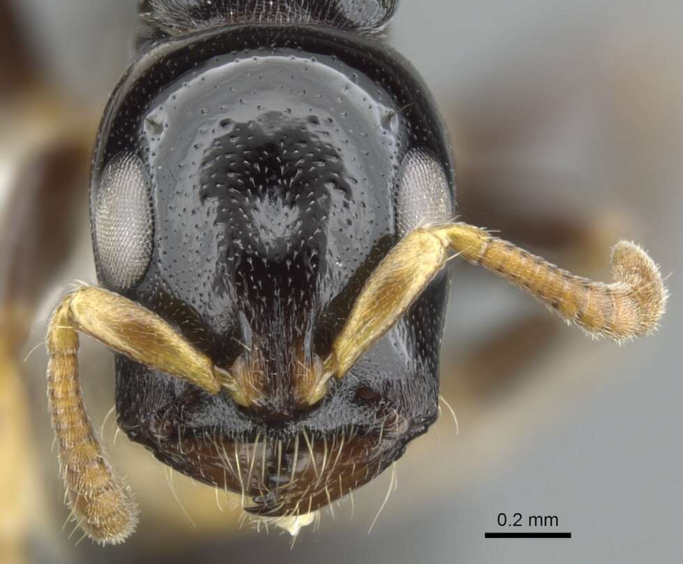 Image of <i>Tetraponera tucurua</i>