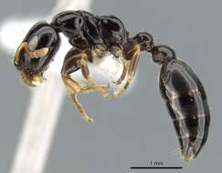 Imagem de <i>Tetraponera tucurua</i>