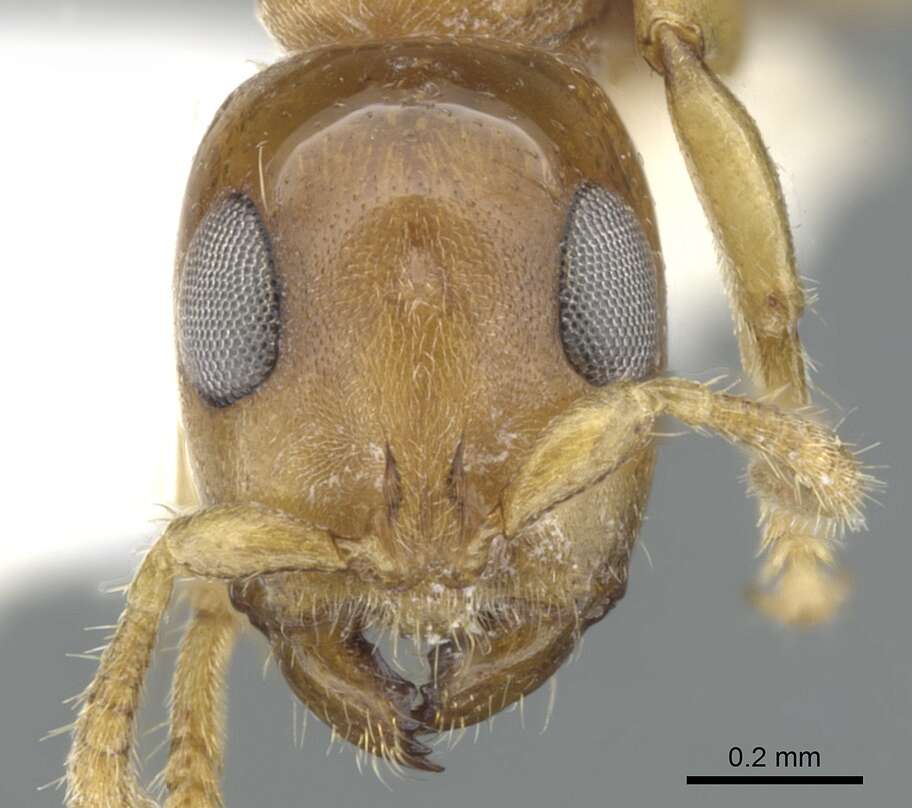 Image of Myrcidris