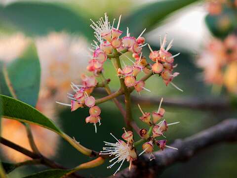 Syzygium cumini (L.) Skeels resmi