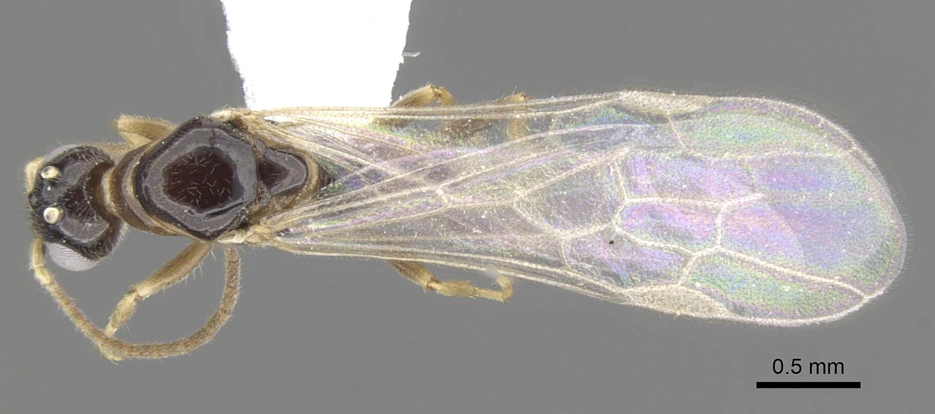 Image of Myrcidris