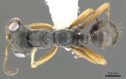 Imagem de <i>Pseudomyrmex eculeus</i>