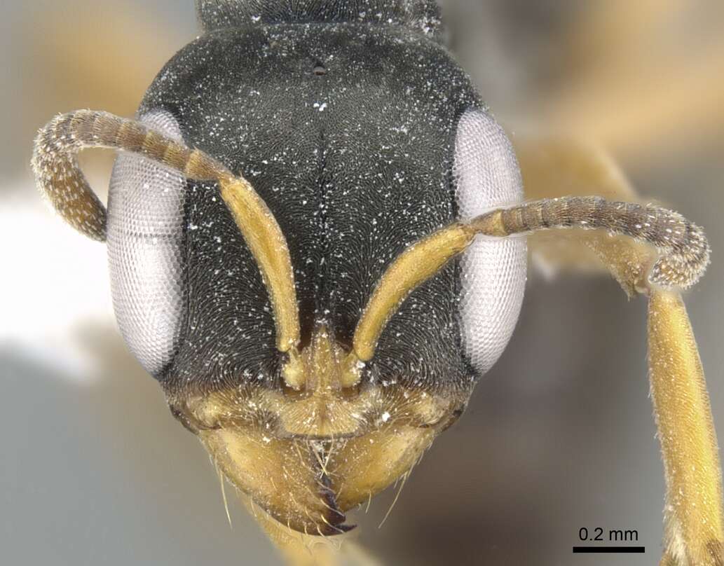 Image of <i>Pseudomyrmex eculeus</i>