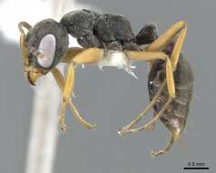 صورة <i>Pseudomyrmex eculeus</i>