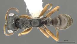 Image of <i>Pseudomyrmex ferox</i>