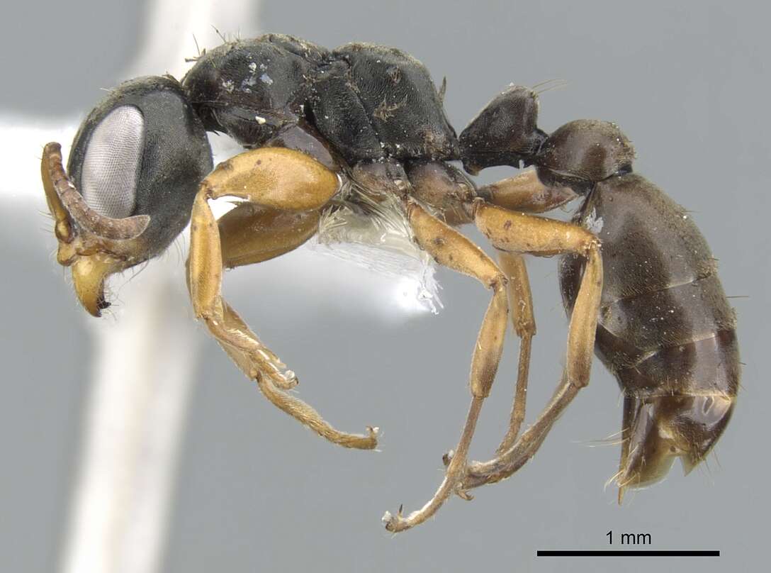 Image of <i>Pseudomyrmex ferox</i>