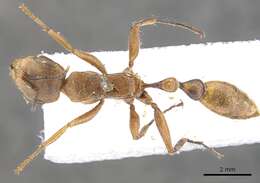 Image of Pseudomyrmex atripes (Smith 1860)