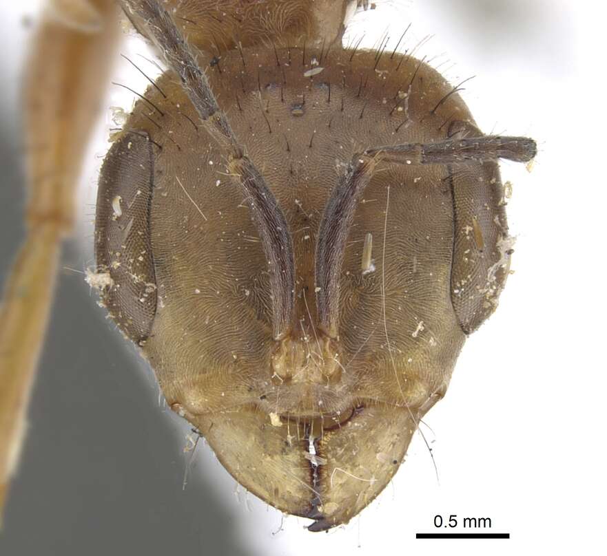 Image of Pseudomyrmex atripes (Smith 1860)