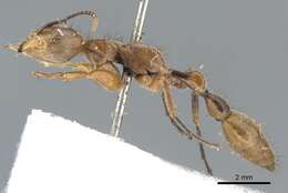 Image of Pseudomyrmex atripes (Smith 1860)