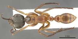 Image of Pseudomyrmex cladoicus (Smith 1858)