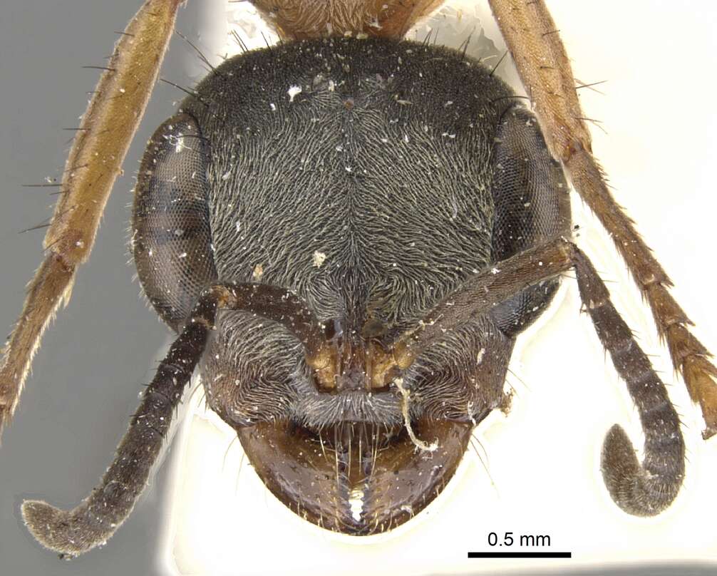 Image of Pseudomyrmex cladoicus (Smith 1858)