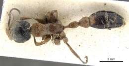 Image of Pseudomyrmex major (Forel 1899)