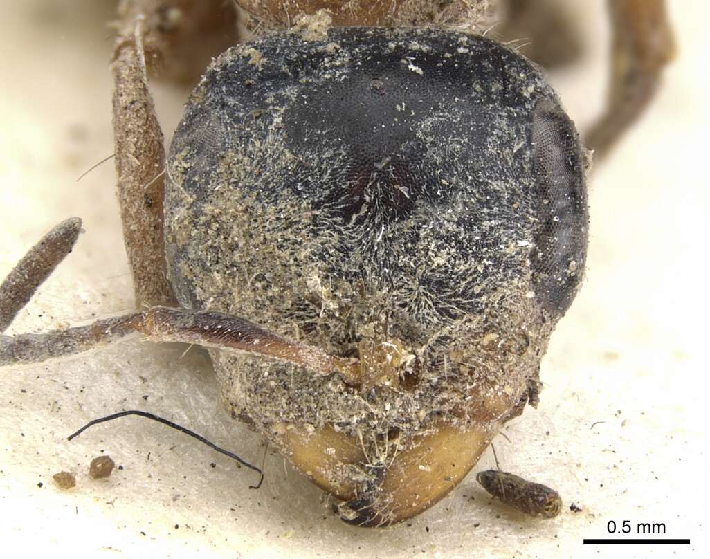 Image of Pseudomyrmex major (Forel 1899)