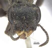 صورة Pseudomyrmex unicolor (Smith 1855)