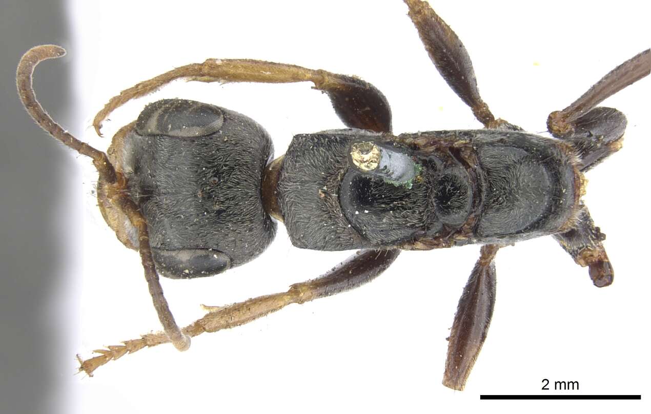 Image of Pseudomyrmex venustus (Smith 1858)