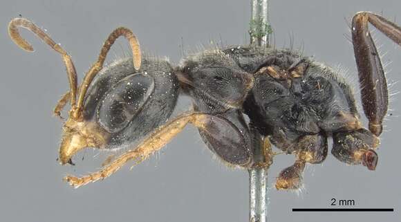 Image of Pseudomyrmex venustus (Smith 1858)