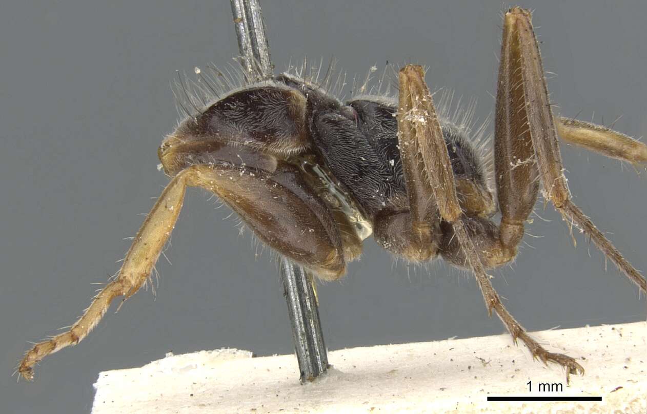 Image of Pseudomyrmex venustus (Smith 1858)