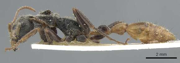 Image of Pseudomyrmex venustus (Smith 1858)
