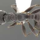 Imagem de <i>Pseudomyrmex crudelis</i>