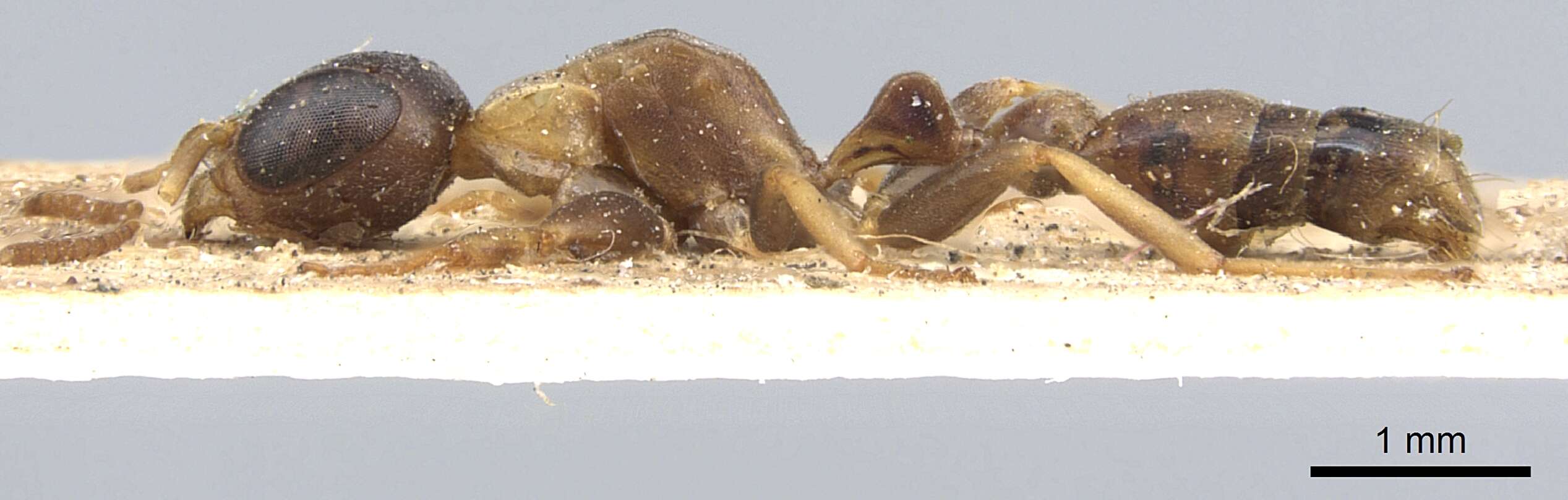 Image of Pseudomyrmex boopis (Roger 1863)