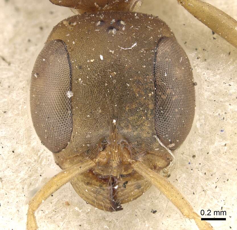 صورة Pseudomyrmex tenuis (Fabricius 1804)