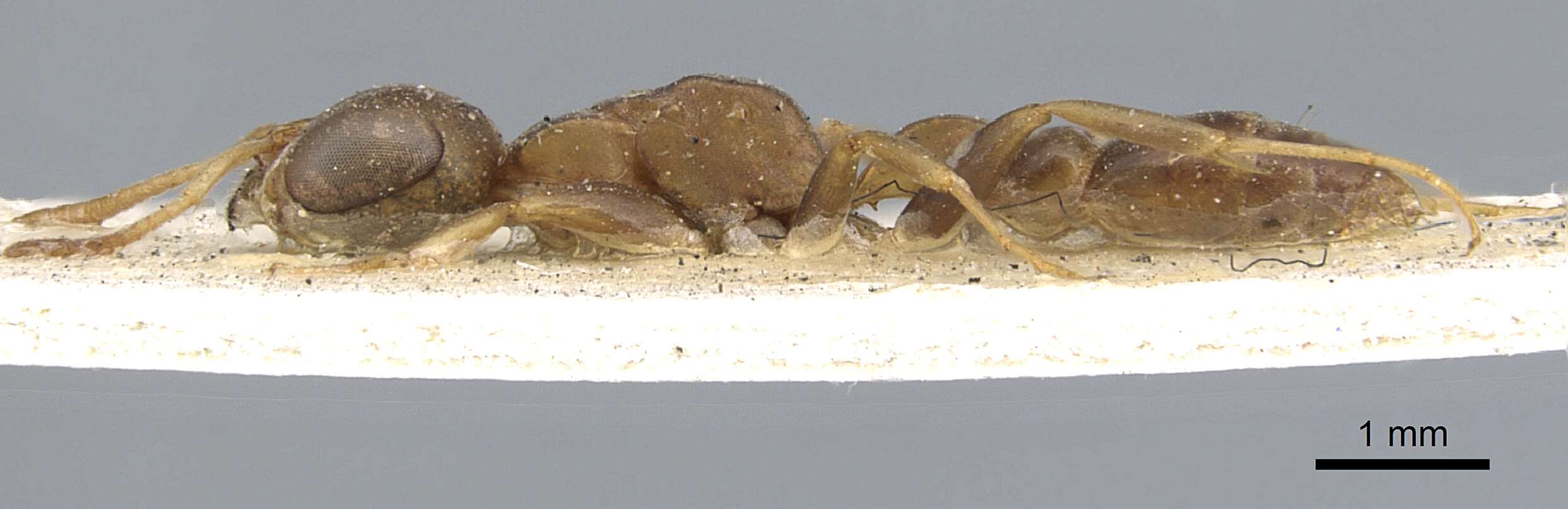 Image of Pseudomyrmex tenuis (Fabricius 1804)