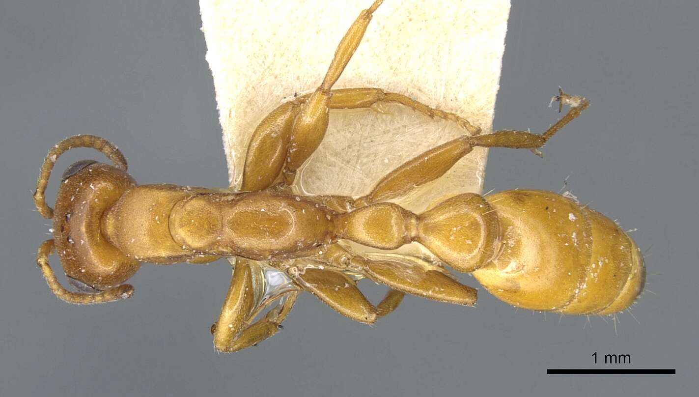 Image of Pseudomyrmex